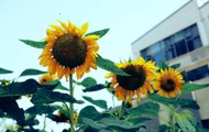 校园花卉