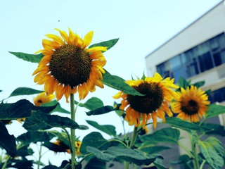 校园花卉